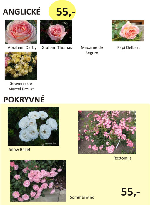 Anglick�, pokryvn� r��e