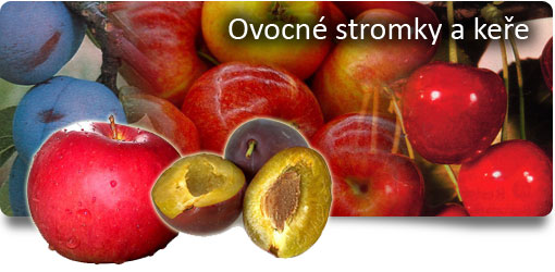 Ovocné stromky a keře
